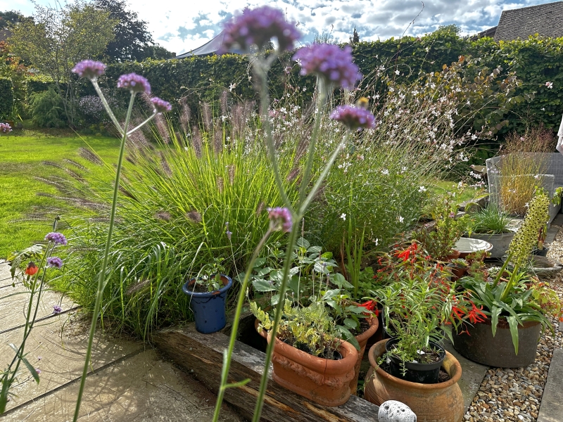 Berlas Midhurst NGS Gardens